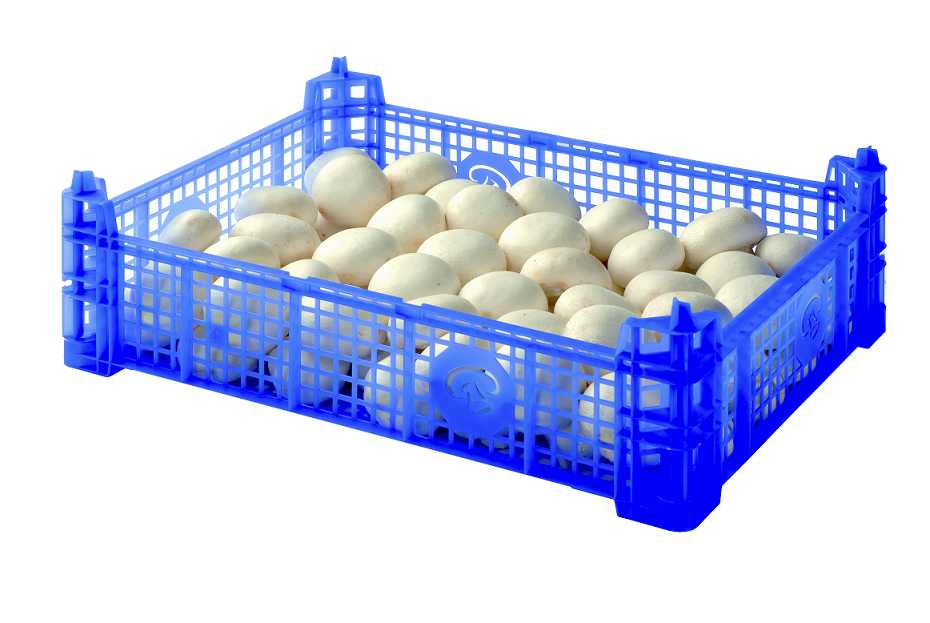 Hollarts champignons